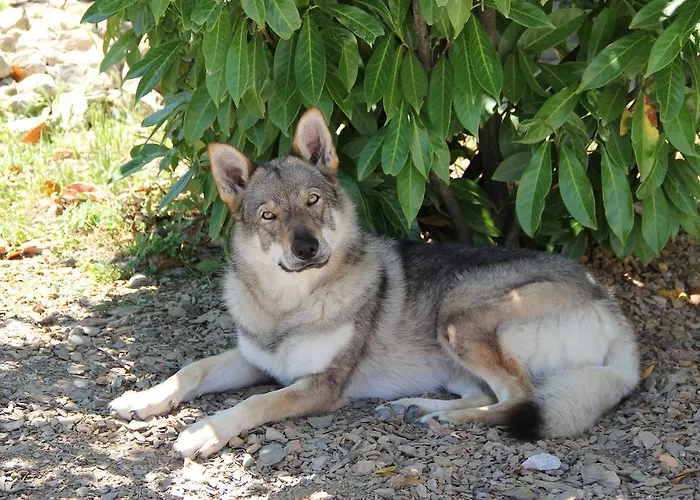 Le Paicciole CastellʼAzzara